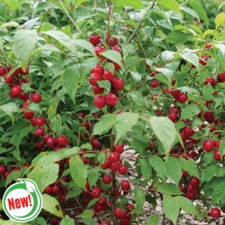 Easy as Pie Bush Cherry Thumbnail